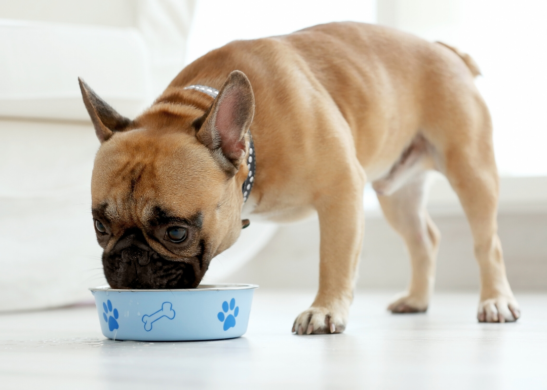 Dogs have evolved to be able to digest grains